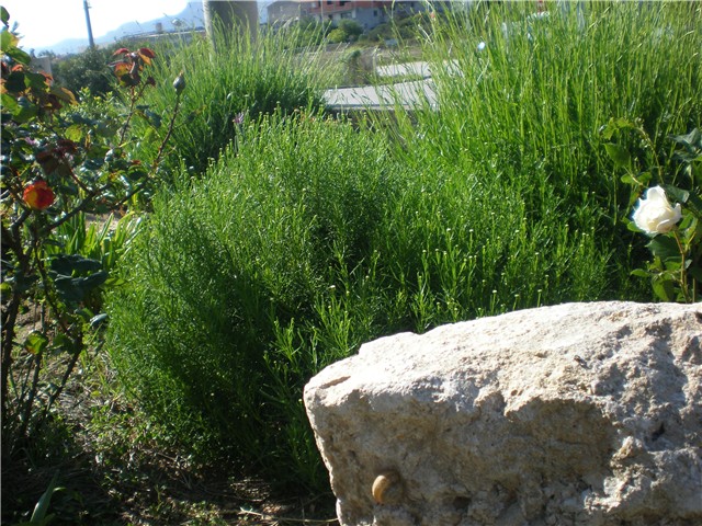 cviće
